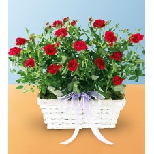 Beautiful Miniature in a Basket