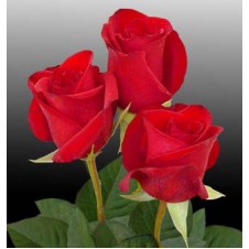 Promo Red Roses in a Bouquet
