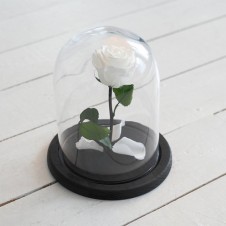 FOREVER WHITE ROSE IN GLASS DOME