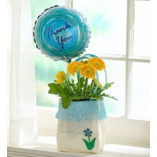 6 Pcs Orange Gerbera in Vase with Balloon