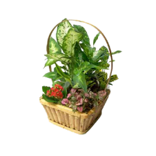 Plant Basket Nine