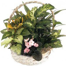 Plant Basket Five