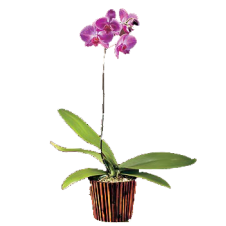 Moth Orchid One
