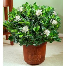 Fragrant Gardenias