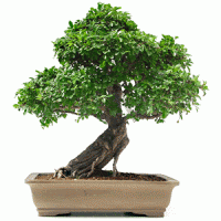 Bonsai and Flowering Plants