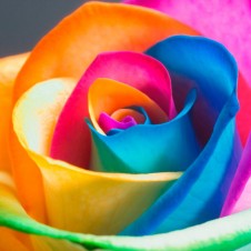 Rainbow Roses