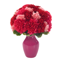 Carnations