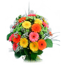 1 Dozen Assorted Gerbera Bouquet w/ Some Greeneries