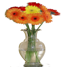 10 Stems Mixed Gerberas in a Bouquet 