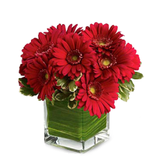 10 Stems Red Gerberas in a Bouquet