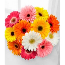 12 Gerbera Bouquet