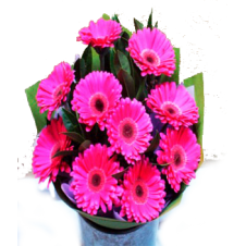 12 Pink Gerberas in a Bouquet