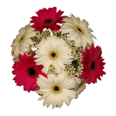 12 Red and White Gerberas in a Bouquet