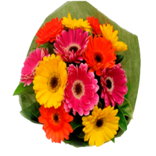 12 Stems Mixed Gerberas in a Bouquet