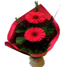 2pcs. Large Gerberas Bouquet