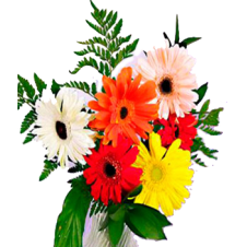 6pcs. Gerberas Bouquet