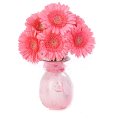 6pcs. Light Pink Gerberas in a Bouquet