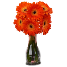 6pcs. Orange Gerberas in a Bouquet