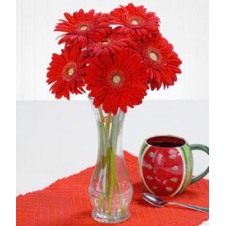 6pcs. Red Gerberas in a Bouquet