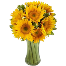 Endless Summer Sunflower -9 Stems in a Bouquet