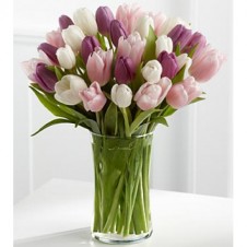 Painted Skies Tulip - 30 Stems in a Bouquet