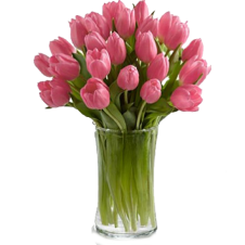 Pink Prelude Tulip Bouquet - 25 Stems