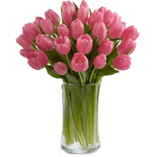 Pink Prelude Tulip Bouquet - 30 Stems