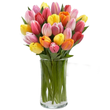 Rush of Color Assorted Tulip - 25 Stems in a Bouquet