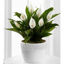 Calming Grace Peace Lily Plant