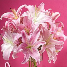 18pcs Pink Lilies in a Vase