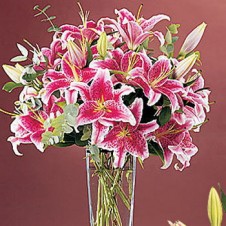Two Dozen Pink Lilies in a Vase