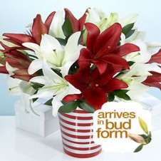 Two Dozen Mixed Red & White Lilies in a Vase