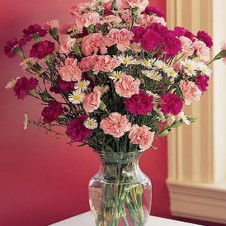 40 Pcs Pink & Red Carnations in a Vase