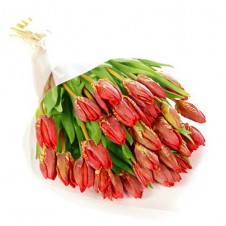 Three Dozen Red Tulips in a Bouquet
