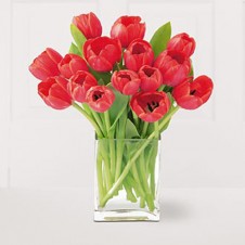 15pcs Red Tulips in a Vase