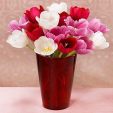 Mixed Pink, Red & White Fresh Tulips in a Vase