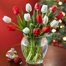 One Dozen Mixed Red & White Tulips in a Vase