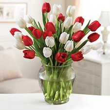 Two Dozen Mixed Red & White Tulips in a Vase