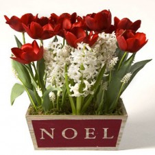 6pcs Red Tulips w/ White Seasonal Flowers in a Pot