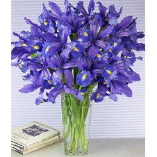 12 Purple Iris Flowers in a Vase