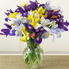 12 Mixed Iris Flowers in a Vase