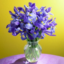 Graceful Midnight Blue Blossoms in a Vase