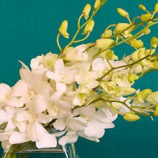 White Orchids in a Bouquet