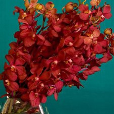 Red Vanda Orchids in a Bouquet