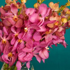 Pink Vanda Orchids in a Bouquet