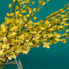 Yellow Vanda Orchids in a Bouquet