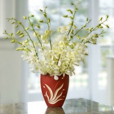 One Dozen White Orchids in a Vase