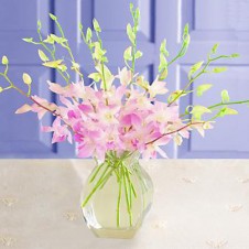 Pink Sprayed Orchids in a Vase 1