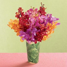 Mixed Colors of Orchids in a Vase