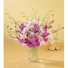 Mixed Purple & White Orchids in a Vase